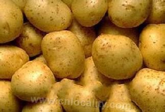 Liangcheng potato