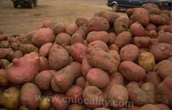 Wulanchabu potato