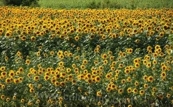 &quot;Beiguoxiang&quot; brand sunflower