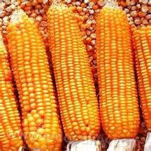 Chifeng yellow corn