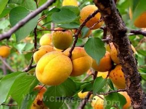 Ningcheng county Prunus armeniaca