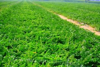 Seedless watermelon in Naiman sandy land