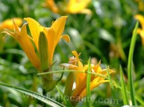 Inner Mongolia daylily