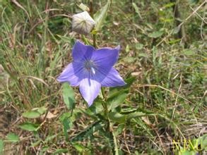 Niu Jia ying zi platycodon grandiflorum