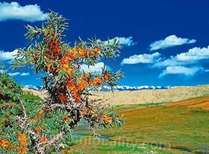 Hippophae rhamnoides