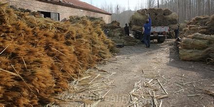 Bairin Zuoqi broom