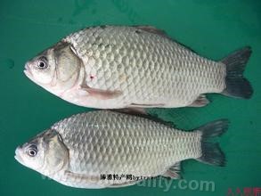 Darihu crucian carp