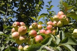 Naiman Mongolian wild fruit