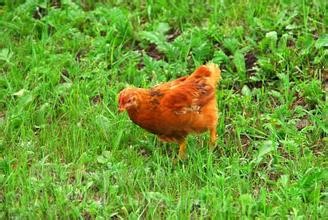 Chifeng green bird chicken