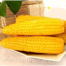 Tongliao yellow corn