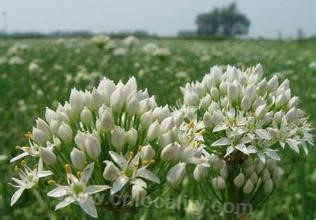 Xilinhot leek flower