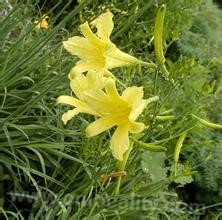 Yellow flower in xiwu banner