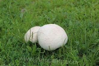 Tricholoma Inner Mongolia