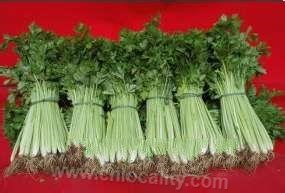 &quot;Gongbao&quot; celery