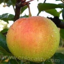 Hetao apple pear