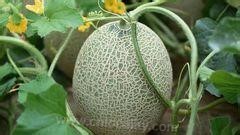 Dengkou Wallace melon