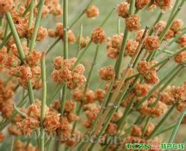 Ephedra wulashan