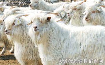 Erlangshan white cashmere goat