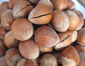 Inner Mongolia hazelnut