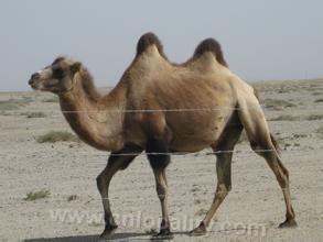 Alashan camel