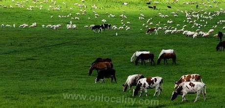 Damao grassland sheep