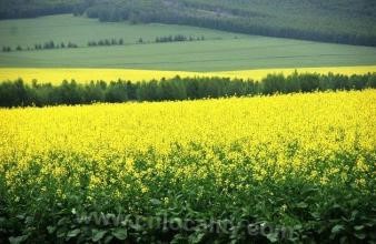 Hulunbeier rapeseed