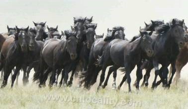 Abaga black horse