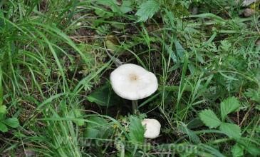 White mushroom in Hulunbeier grassland