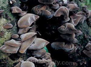 Auricularia auricula in inner Mongolia