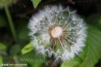 dandelion