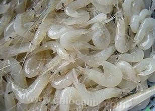 Xiuli white shrimp