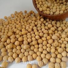 Molidawa soybean