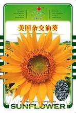 Hybrid oil sunflower