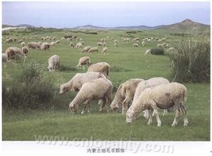 Inner Mongolia fine wool sheep