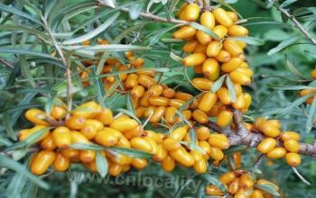 Seabuckthorn in Inner Mongolia