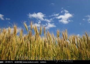 Hulunbeier wheat