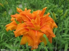 day lily