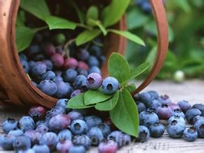 Hulunbeier blueberry