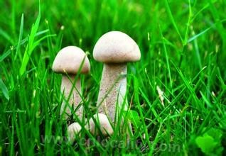 White mushroom on grassland