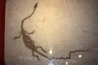 Lingyuan fossil