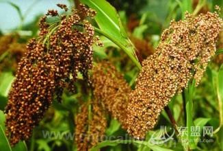 Corn, sorghum and millet