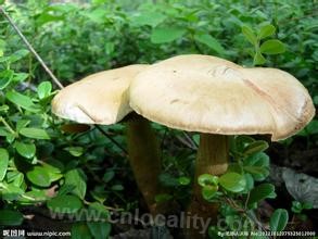 Grass mushroom