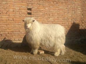 Liaoning cashmere goat