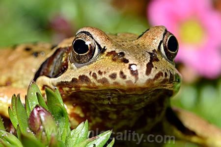 China Rana chensinensis