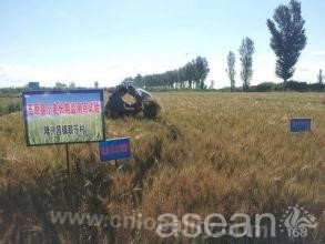 Wuyuan wheat