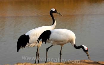 red-crowned crane