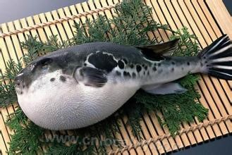 Panjin puffer fish