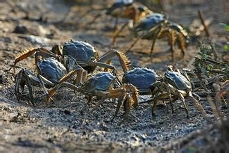 Panjin river crab