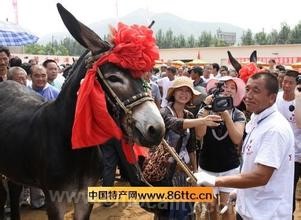 China jiaoding donkey