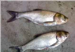 Silver carp in sandaoling reservoir